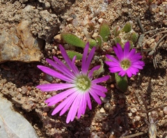 Cleretum hestermalense
