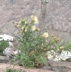 Erigeron bonariensis