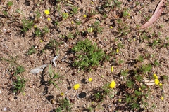 Oncosiphon pilulifer