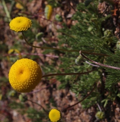 Oncosiphon pilulifer