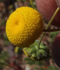 Oncosiphon pilulifer