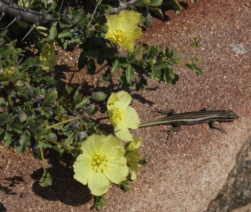 Monsonia ciliata
