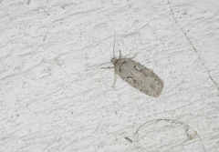 Agonopterix ocellana