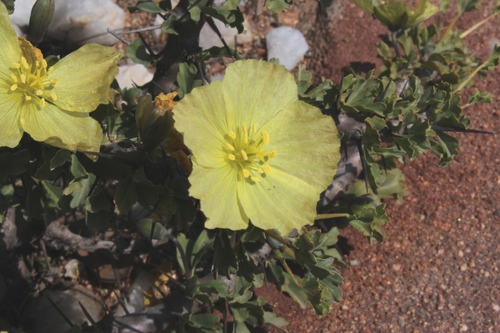 Monsonia ciliata