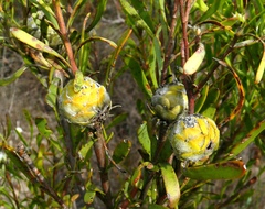 Leucadendron cinereum