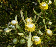Leucadendron cinereum