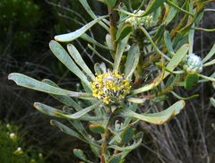Leucadendron cinereum