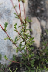Hermannia angularis