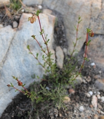 Hermannia angularis