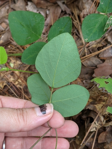 Image of Desmodium ochroleucum by no rights reserved