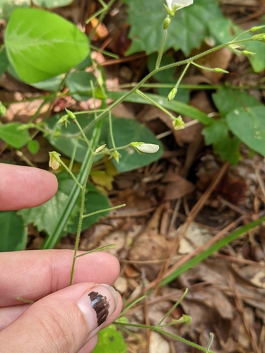 Image of Desmodium ochroleucum by no rights reserved