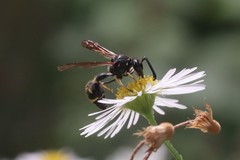 Eumenes coronatus