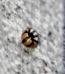 Cheilomenes propinqua