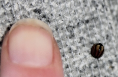 Cheilomenes propinqua