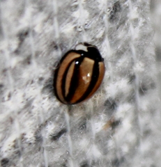 Cheilomenes propinqua