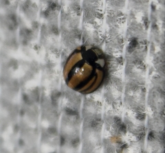 Cheilomenes propinqua