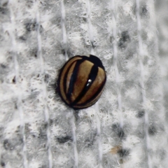 Cheilomenes propinqua