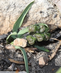 Freesia caryophyllacea