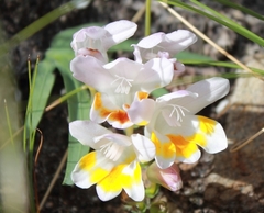 Freesia caryophyllacea