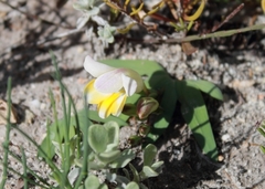 Freesia caryophyllacea