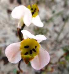 Disa flexuosa