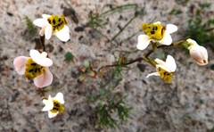 Disa flexuosa