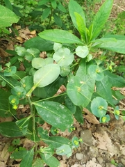 Euphorbia amygdaloides
