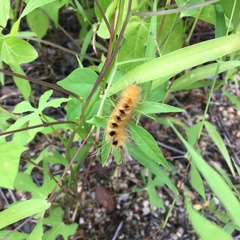 Pygarctia