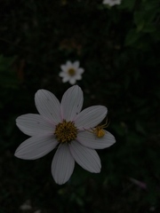 Cosmos diversifolius