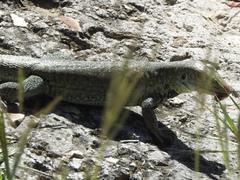 Pholidoscelis griswoldi