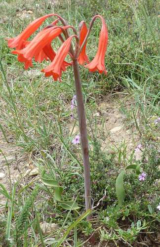 Cyrtanthus spiralis