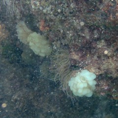 Phallusia mammillata