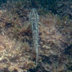 Gobius ophiocephalus