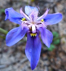 Moraea lugubris