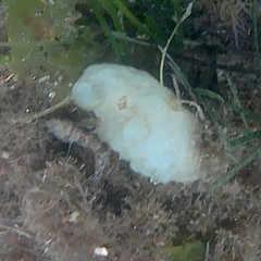 Phallusia mammillata