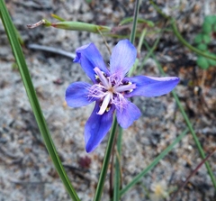 Moraea lugubris