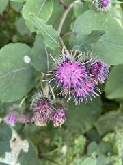Arctium