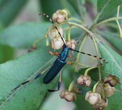 Litopus latipes dispar