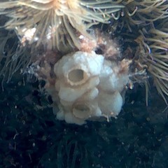 Phallusia mammillata