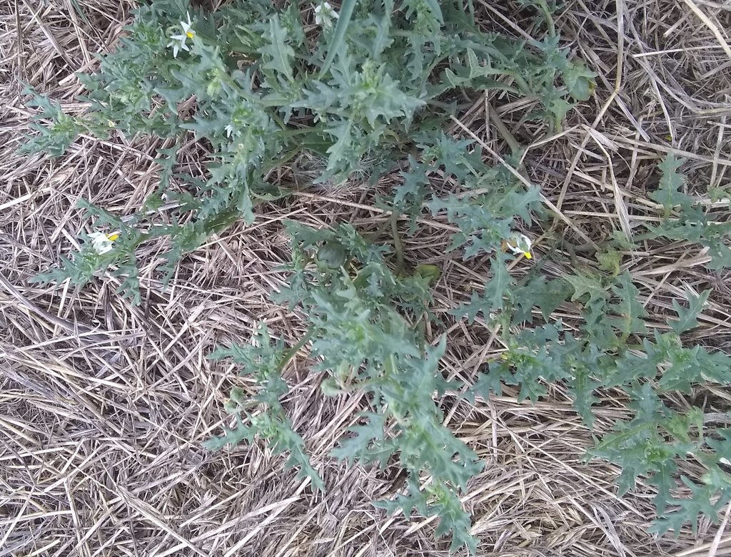 Cutleaf Nightshade from Broomfield, CO, USA on August 15, 2021 at 11:50 ...