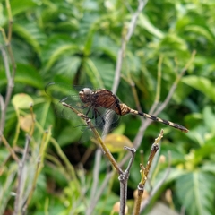 Erythemis plebeja