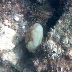 Phallusia mammillata