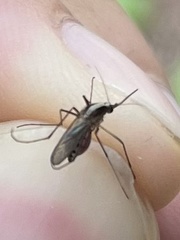 Aedes atlanticus