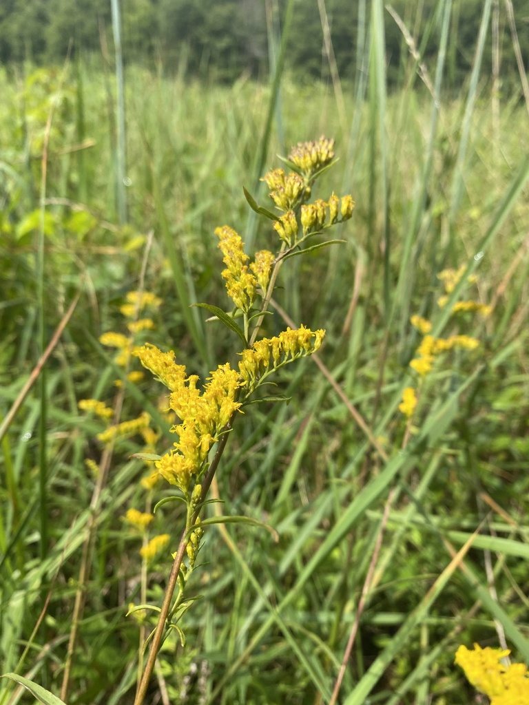 Solidago subsect. Junceae from Gerringer Mill Rd, Burlington, NC, US on
