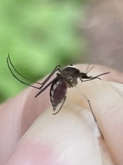 Aedes atlanticus