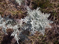Artemisia afra