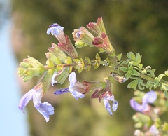 Salvia dentata
