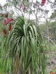 Nolina parviflora