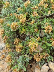 Teucrium montanum jailae