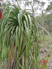 Nolina parviflora